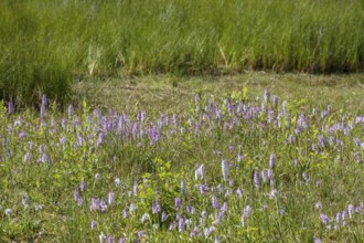 Moorland spotted orchid (Dactylorhiza maculata), Zwillbrocker Venn nature reserve, Münsterland,