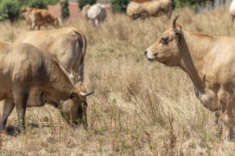 Two Aubrac cows together in pasture in summer. Aubrac, France, Europe