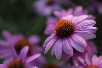 Flowering purple cone flower (Echinacea purpurea), Germany, Europe