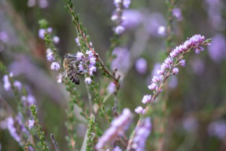 Bee, heather, broom heath, Lüneburg Heath, Bispingen, Lower Saxony, Germany, Europe