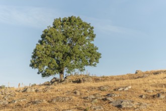 Large solitary tree on Aubrac plateau in summer. Cevennes, France, Europe