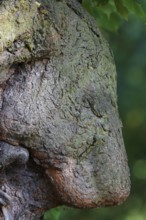 Adhesions on a tree, a sad lion, Middle Elbe Biosphere Reserve, Saxony-Anhalt, Germany, Europe