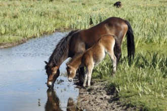 Exmoor ponies, mare with foal, lateral view