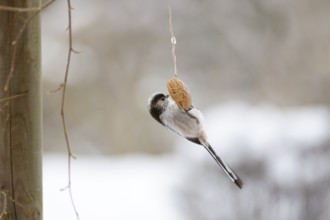 Long-tailed tit (Aegithalos caudatus), Lower Saxony, Germany, Europe