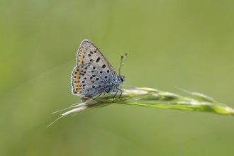 Common blue butterfly (Polyommatus icarus), Hesse, Germany, Europe