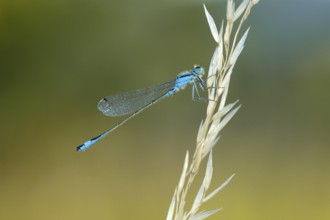 Male Great Blue-tailed Damselfly (Ischnura elegans), NSG Ermschwerd Witzenhausen, Hesse, Germany,