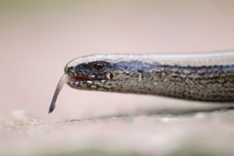 Slow Worm (Anguis fragilis), tongue, Lower Saxony, Germany, Blindworm, Europe