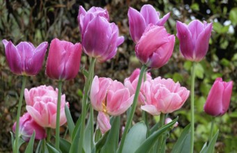 Bed of pink tulips with raindrops, Germany, Europe