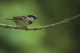 Male House Sparrow (Passer domesticus) in Bad Schönborn, Baden-Württemberg, Germany, Europe