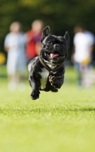 A dog running across a meadow, Baden-Württemberg, Germany, Europe