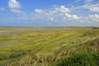 Nature reserve De Slufter, view from lookout dune, island Texel, North Sea, North Holland,