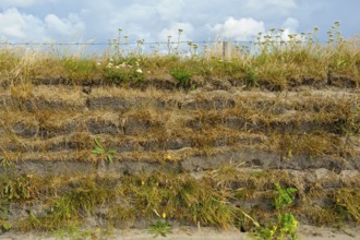 Typical fence wall, overgrown earth wall, Texel Island, North Sea, North Holland, Netherlands