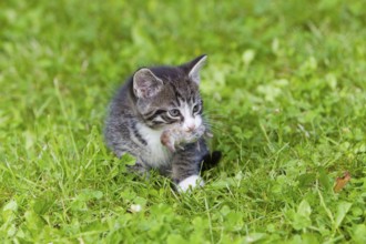 House cat, Kitten with mouse, tabby mackerel