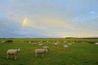 Texel sheep, near Den Burg, Texel Island, North Holland, Netherlands