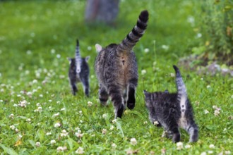 Domestic cats and kittens, tabby