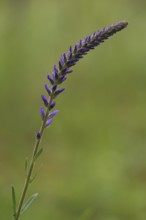 Spiked speedwell (Veronica spicata), stem, bent, Ständelberg, Rammersberg, Mäusberg, Karlstadter