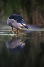 Black crowned night heron (Nycticorax nycticorax) foraging in the water, Pusztaszer, Hungary,