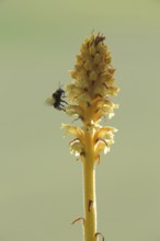 Bumblebee pollinating a yellow freckle (Orobanche lutea), pollination, Grainberg-Kalbenstein,