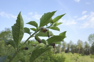 Black belladonna (Atropa belladonna), evening primrose, Reichenbacher Kalkberge, Reichenbach,