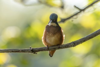 Kingfisher (Alcedo atthis) fishing, perched on a branch. France