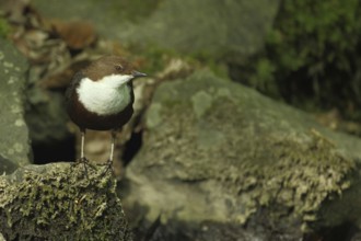 White-breasted dipper (Cinclus cinclus), Stein, Taunus, Hesse, Germany, Europe