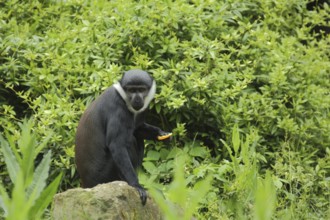 L'hoest's monkey (Cercopithecus lhoesti), adult, captive