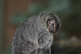 White-faced saki (Pithecia pithecia), adult, female, portrait, captive