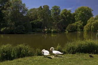 Swans in front of the Maschteich, state capital Hannover, Lower Saxony, Germany, Europe