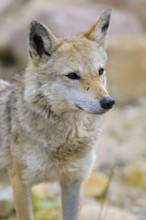 Golden jackal (Canis aureus), Jackal