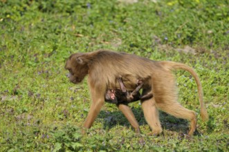 Djeladas (Theropithecus gelada) female with young, blood-breasted baboon, lateral view