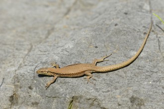 Wall lizard, North Rhine-Westphalia, Germany, Europe