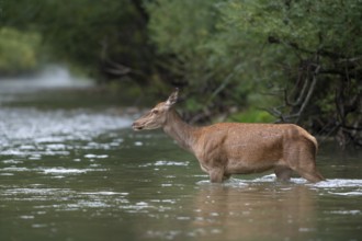 Red deer (Cervus elaphus), hind walking through mountain river