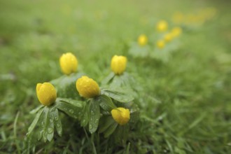 Group of Southern European winter aconite (Eranthis hyemalis) with water droplets, Luisenpark,