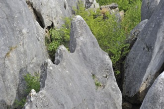 Eroded rocks of a gorge in the Fondry des Chiens nature reserve, a sinkhole near Nismes in