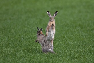 European hares (Lepus europaeus) boxing, fighting in the field during the breeding season, Germany,