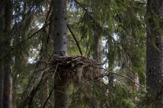 Great grey owl (Strix nebulosa) in nest in boreal forest, Sweden, Europe