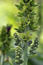 White false helleborne (Veratrum album), Lousewort, Lousewort, White Hellebore, European White