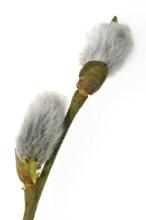 Goat willow, Pussy willow (Salix caprea), Great sallow twig with male catkins in spring against