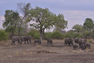 Elephants (Loxodonta africana), South Luangwa National Park, Zambia, Africa