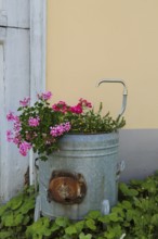 Grüner Hof, Heimat Museum, historical zinc tub, washing trough with plants, cranesbill (Geranium),