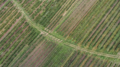 Aerial view, landscape with vineyard, Weinviertel, Hadres, Lower Austria, Austria, Europe