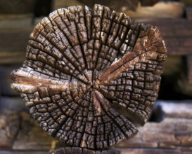 Structure in the wood of a weathered tree trunk, Alpe di Siusi, South Tyrol, Italy, Europe