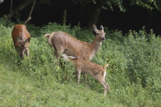 Red deer (Cervus elaphus) adult suckling calf, Allgäu, Bavaria, Germany, Europe