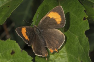 Kidney spot, spiracle butterfly (Thekla betulae) on a leaf, Baden-Württemberg, Germany, Europe