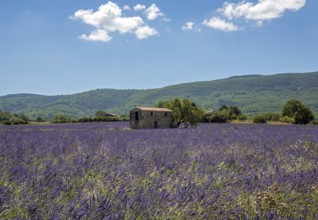 Old stone house with tree in lavender field, flowering true lavender (Lavandula angustifolia), on