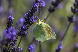 Lemon butterfly (Gonepteryx rhamny) on lavender flower, Provence, France, Europe