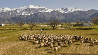 Flock of sheep, shepherd, green meadows, fields, trees, spring, Dikte massif, snow-capped