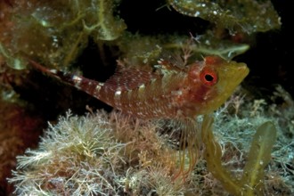 Black-faced blenny (Tripterygion delaisi), Mediterranean Sea, Elba, Tuscany, Italy, Europe