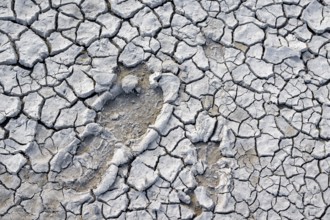 Footprint in the heavily dried out Darscho or Warmsee, Lake Neusiedl-Seewinkel National Park,