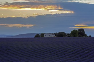 Lavender field with house, flowering true lavender (Lavandula angustifolia), evening light, near